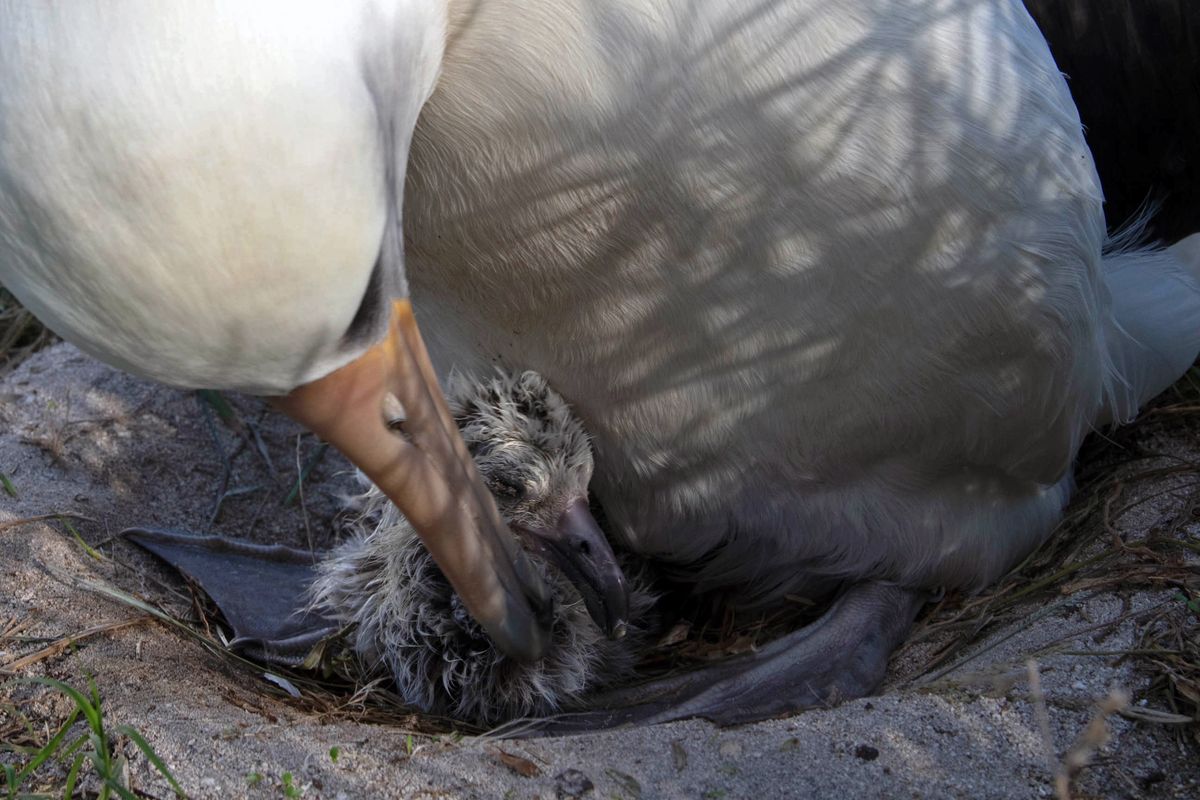 Burung liar tertua di dunia, Wisdom, bertelur lagi pada usia 74 tahun. Fenomena ini jadi bukti luar biasa ketahanan spesies albatros.