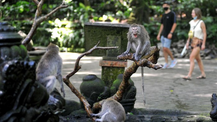 Sebabkan 2 Turis Tewas, Monkey Forest Belum Tahu Kapan Dibuka Lagi